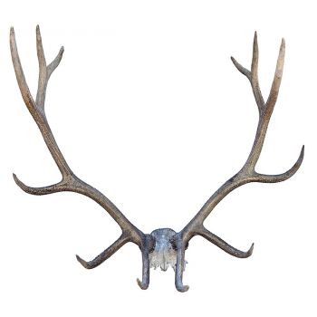 Stag Antlers